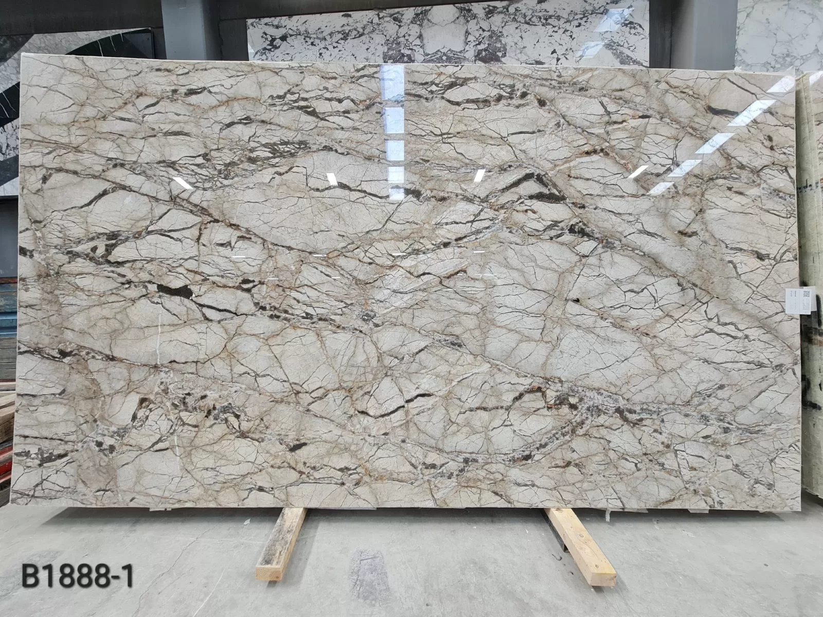 B1888 - 2CM Silver Roots Polished