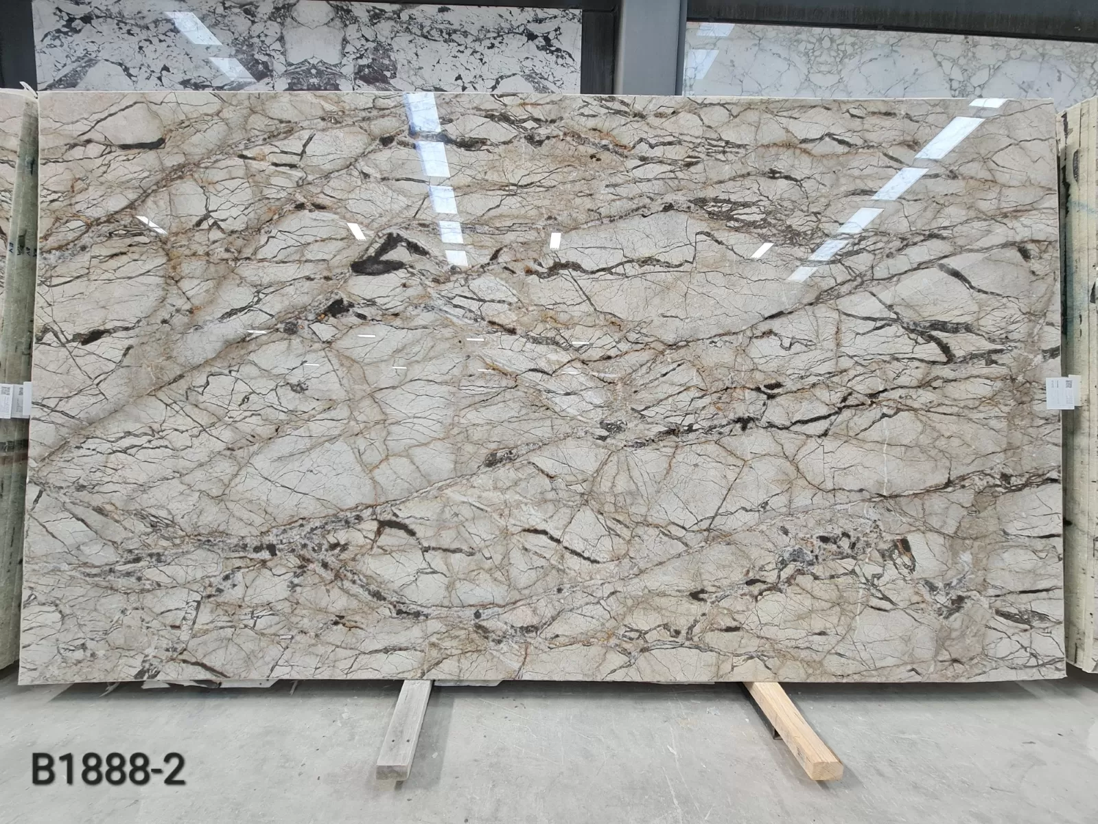 B1888 - 2CM Silver Roots Polished